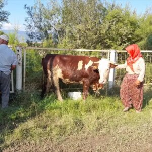erbaada 3 inek goletten kurtarildi jVUMlUSG
