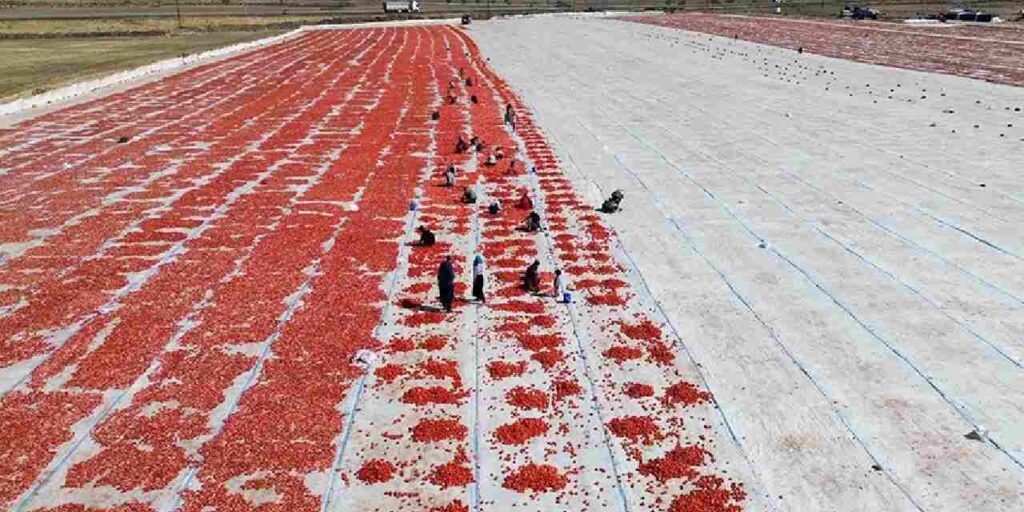 kuraklik ve asiri sicak vurdu verim dustu lFQAjlQu