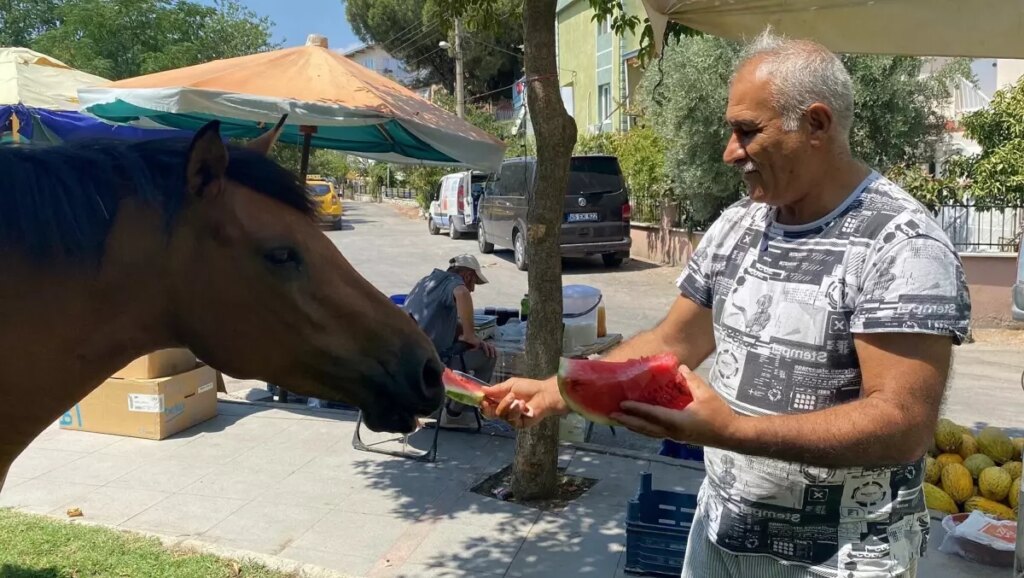 yilki atlari sehirde sJe3dPld