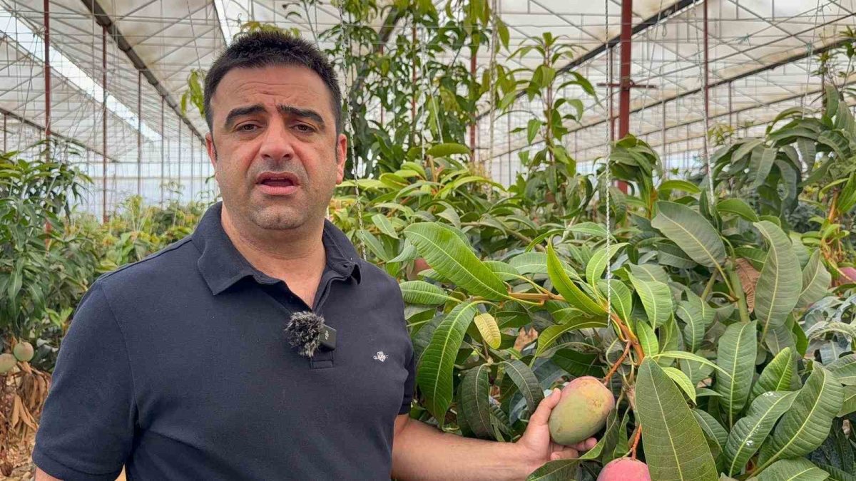30 yil once deneme icin dikilen fidan bugun 300 donumden fazla alanda uretiliyor uFy5vmzR