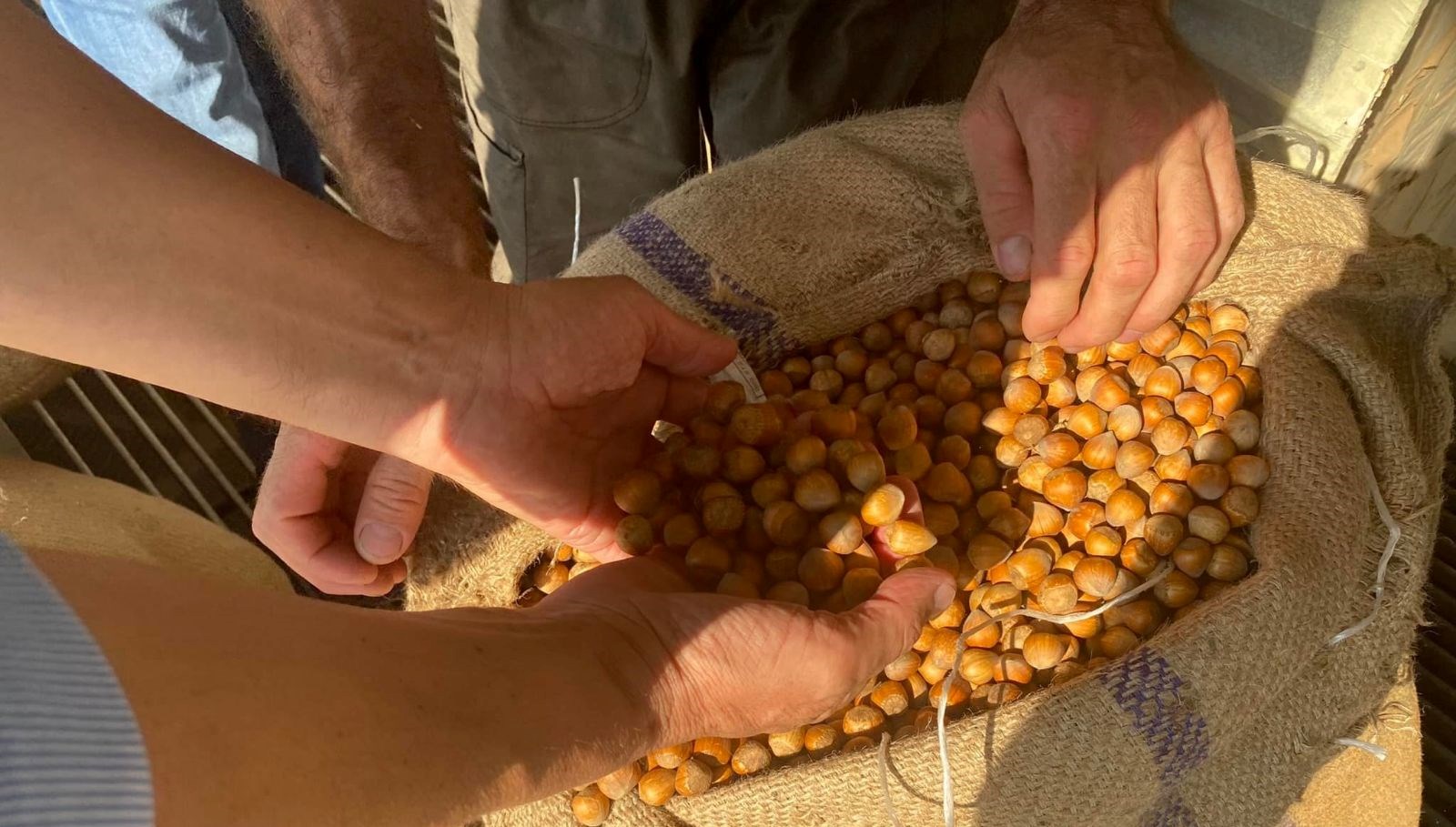 giresunda findik fiyatini randiman belirliyor bylluChF