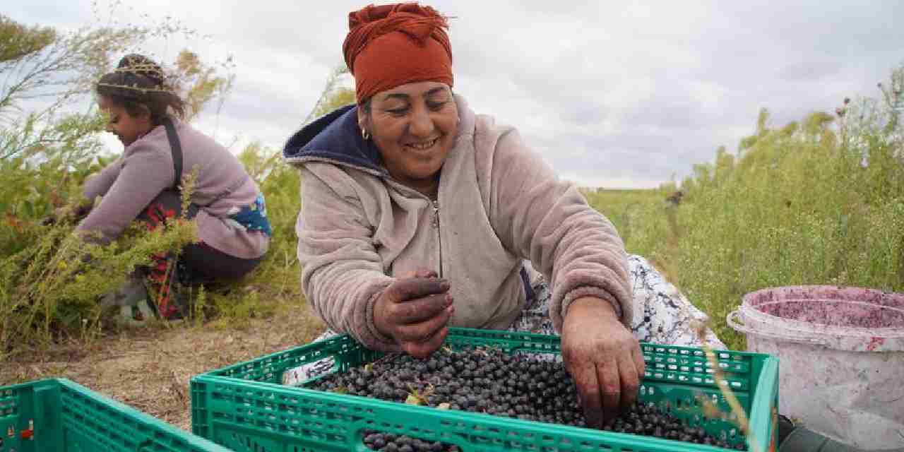 edirnede hasadi basladi super meyve olarak biliniyor talep yagiyor 2kUFu3se.jpg