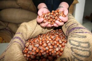 giresunda findik fiyatlari haftayi 315 liradan kapadi CrPMIJWq