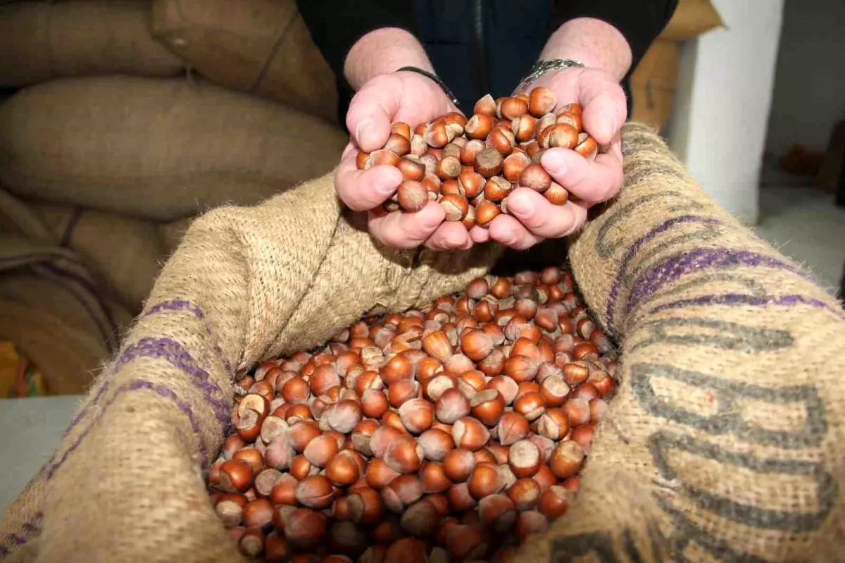 giresunda findik fiyatlari haftayi 315 liradan kapadi CrPMIJWq