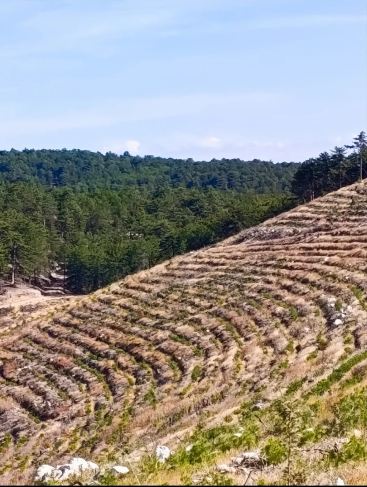 nallihanda yangin sonrasi 2 milyon fidan dikildi DrMOjtCn