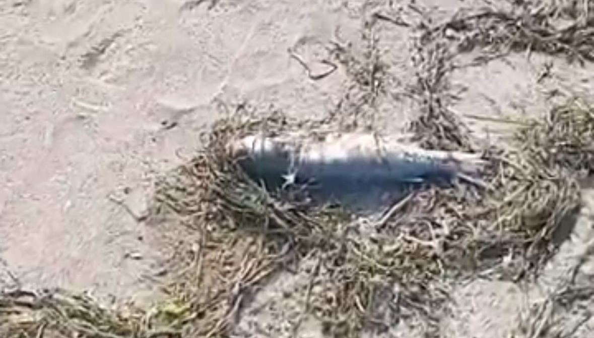 sahilde cok sayida balik olu bulundu 51RLhjHN.jpg