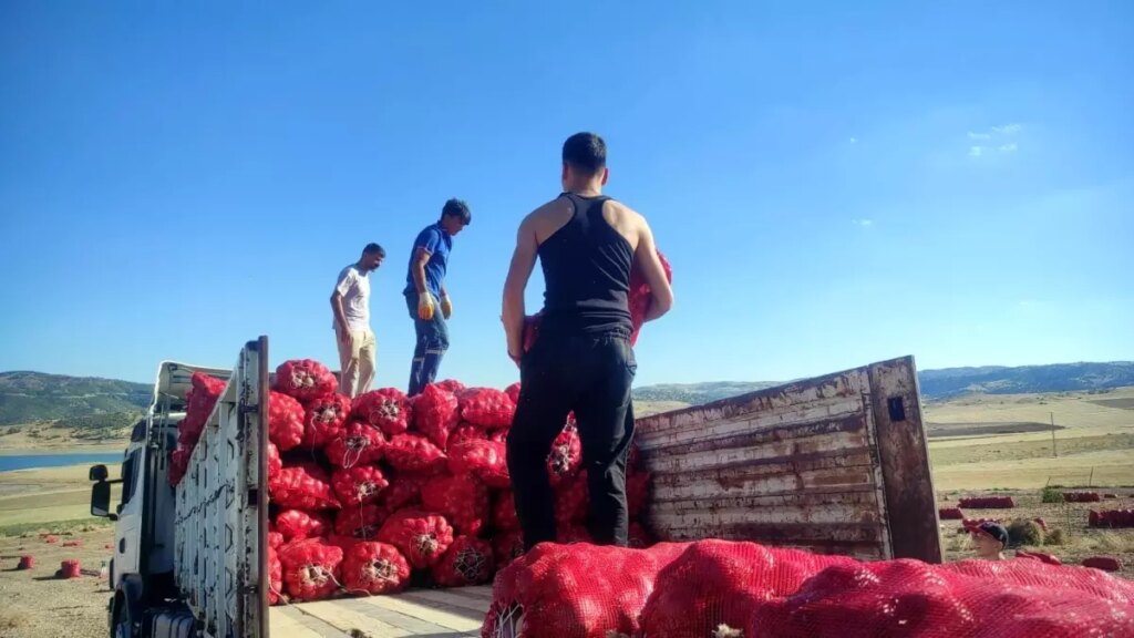 yozgatta sogan hasadi imece usuluyle yapiliyor FQh2lwkG.jpg