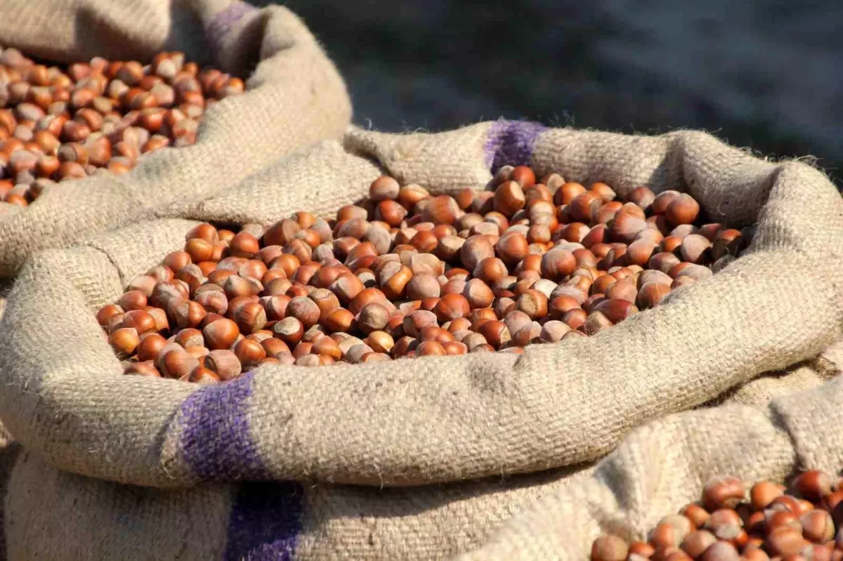 ferreronun findik manipulasyonu iddiasi sH3GTLeN.jpg